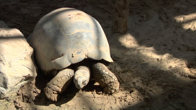 galapagos tortoise 02