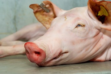 pig in butcher's shop