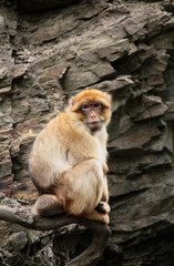 Portrait of barbary macaque - Macaca Sylvanus