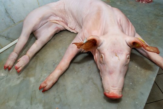 pig in butcher's shop