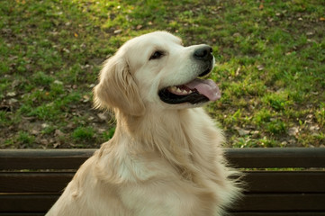 Head shot of Golden Retriever looking very interested