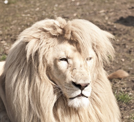 Awesome large male white lion