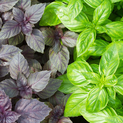 Fresh green basil leaves close-up