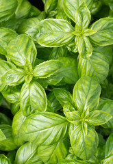 Fresh green basil leaves close-up