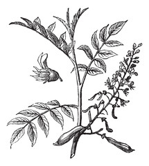 Peru Balsam or Myroxylon peruiferum, vintage engraved illustrati - obrazy, fototapety, plakaty