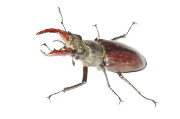 Stag beetle