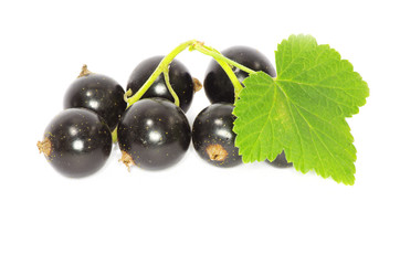 black currant