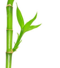 Obraz premium bamboo