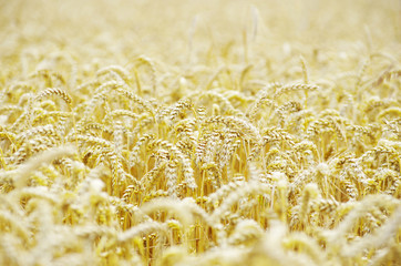 wheat