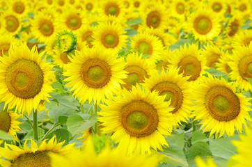 Obraz premium sunflowers