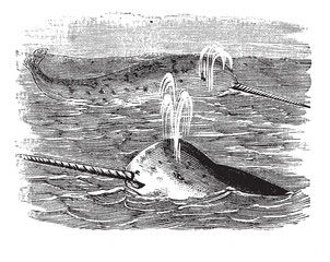 Narwhal or Monodon monoceros, vintage engraved illustration © Morphart