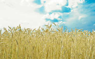 Wheat field against a blue sky