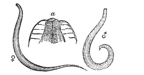 Pinworm or Threadworm or Seatworm or Enterobius vermicularis, vi