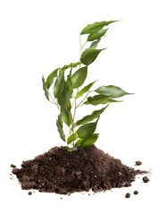 Young sprout on a white background