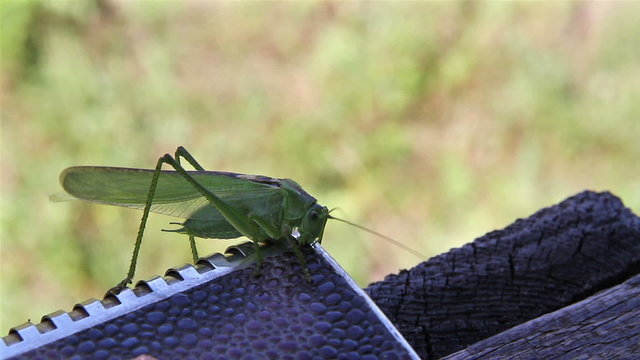 Omnivorous locust