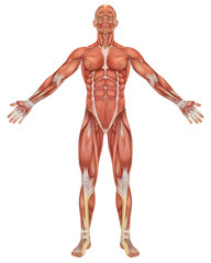 Fototapeta na wymiar Mężczyzna Mięśni Front View Anatomy