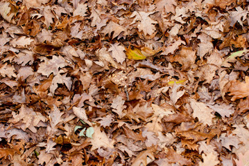 cores de outono