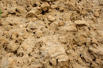 黄土