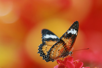 Butterfly resting on a flower