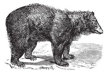 Naklejka premium American Black bear (Ursus americanus), vintage engraving