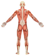 Male Muscular Anatomy Rear View