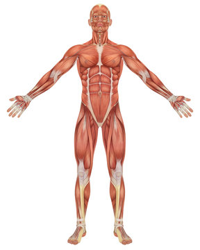Male Muscular Anatomy Front View