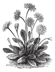 Daisy or Bellis perennis, vintage engraving © Morphart