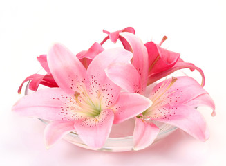Naklejka na ściany i meble Pink lilies