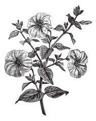 Pétunia ou pétunia sp., gravure d& 39 époque