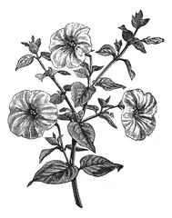 Cercles muraux Fleurs noir et blanc Pétunia ou pétunia sp., gravure d& 39 époque