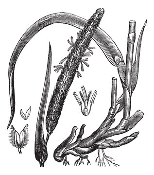 Timothy-grass (Phleum pratense), vintage engraving