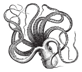 Common octopus (Octopus vulgaris), vintage engraving. © Morphart