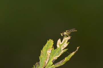 Sphaerophoria scripta
