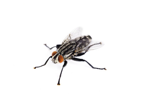 fly on a white background