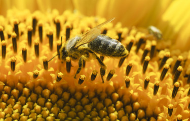Bee on sunflower. Close-up view