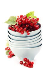 ripe red currant berries