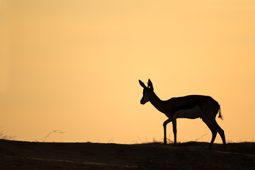 Fototapeta na wymiar Sylwetka Springbok, pustyni Kalahari, Republika Południowej Afryki