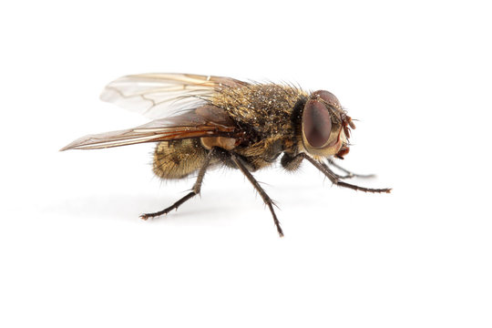 A hairy house fly on white
