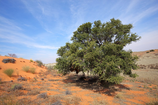 African Acacia tree on dune, Kalahari desert