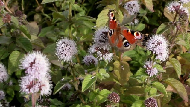farfalla libera natura