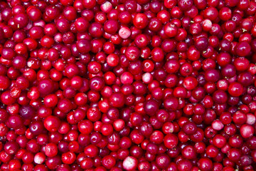 fresh lingonberries