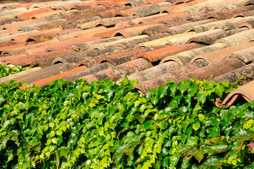 leaves and  old tiles