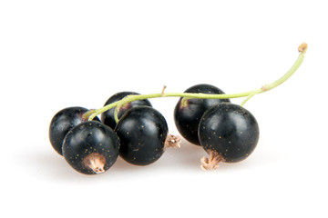 blackcurrant