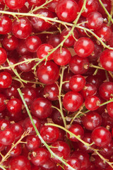 redcurrant