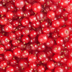 redcurrant