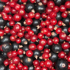 redcurrant and  blackcurrant