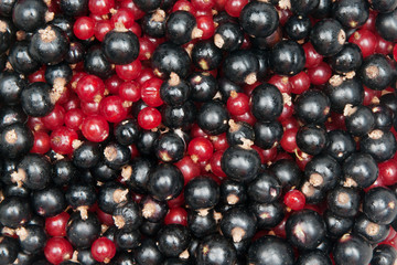 redcurrant and  blackcurrant