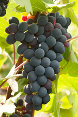 grapes