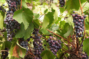 grapes