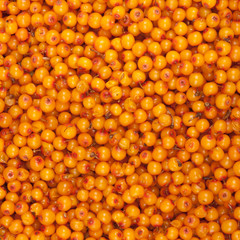 sea-buckthorn